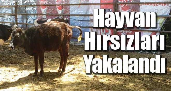 Erzurum'da hayvan hırsızlığı çetesi çökertildi