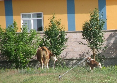 Erzurum’da şok yaratan villalar 2