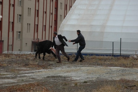 İşte böyle yakaladılar! 2