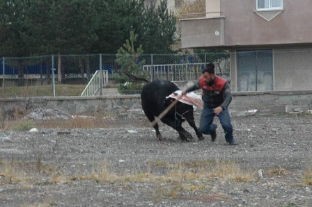 İşte böyle yakaladılar! 8