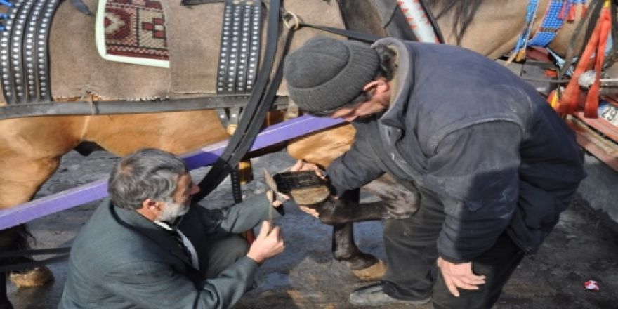 Atlara oto lastiği giydirdiler!