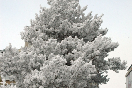 Erzurum'dan eşsiz kar manzaraları! 5