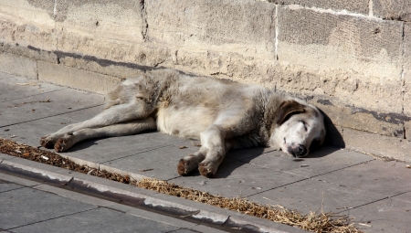 Erzurum'da son 50 yılın en sıcak kışı 3