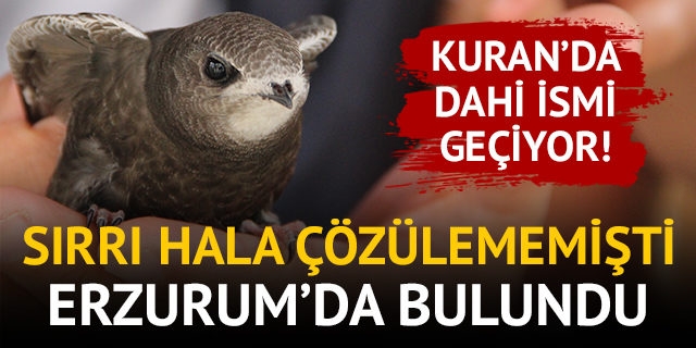 Esrarı hala çözülemeyen Ebabil kuşu Erzurum'da bulundu! 5