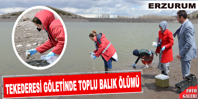 Tekederesi göletinde toplu balık ölümü