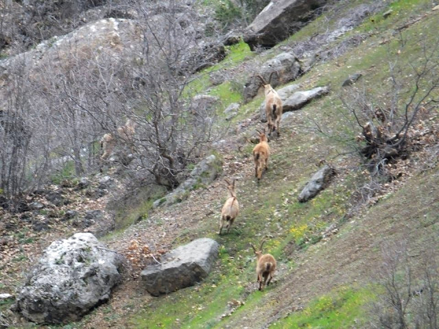 İspir'de Yaban Keçileri Sürü Halinde Görüntülendi