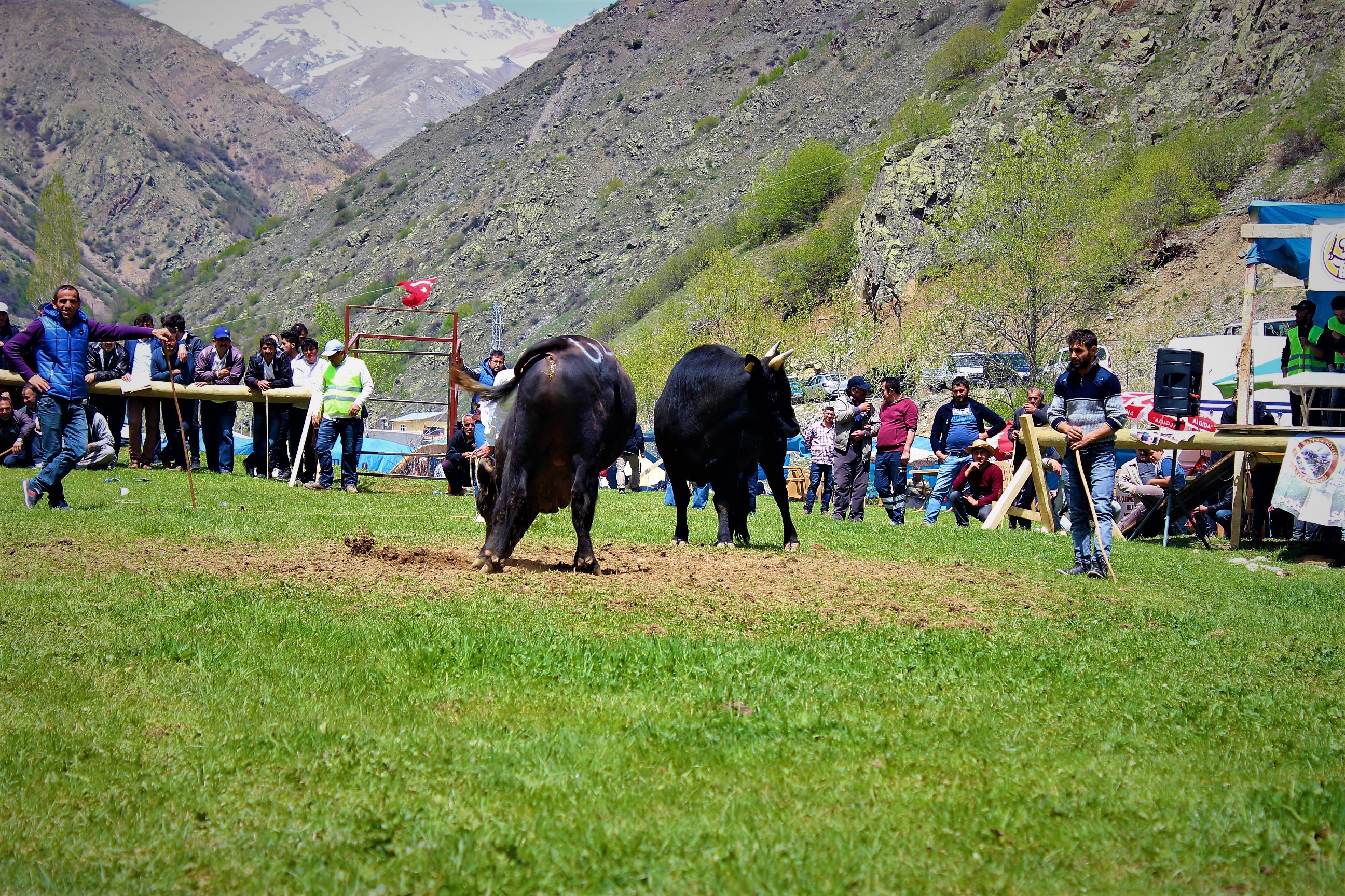 Aksu Boğa Güreşleri Festivali yapılıyor