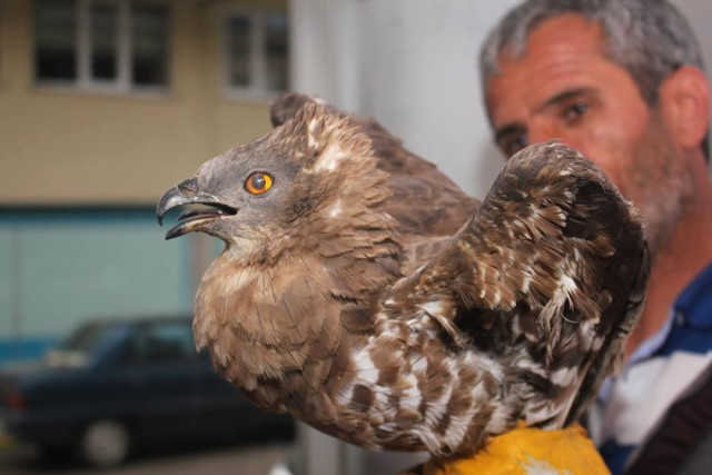 Oltu'da Yaralı Şahine Sahip Çıktı