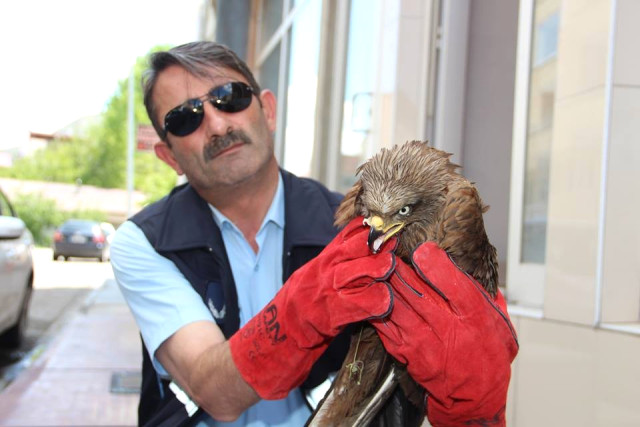 Zabıta Yaralı Şahine Sahip Çıktı