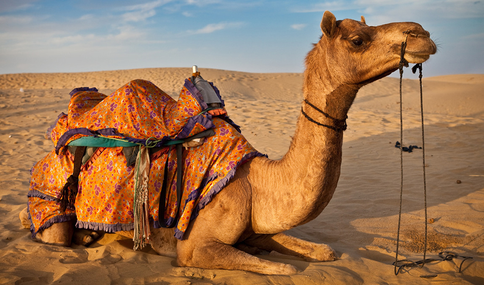 15 bin Katar devesini sınır dışı etti