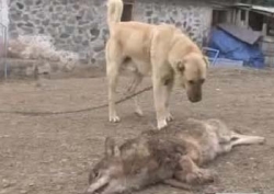 İşte kahraman köpek