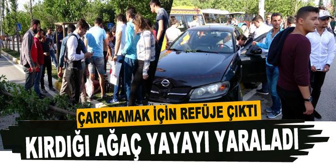 Çarpmamak için refüje çıktı, kırdığı ağaç yayayı yaraladı