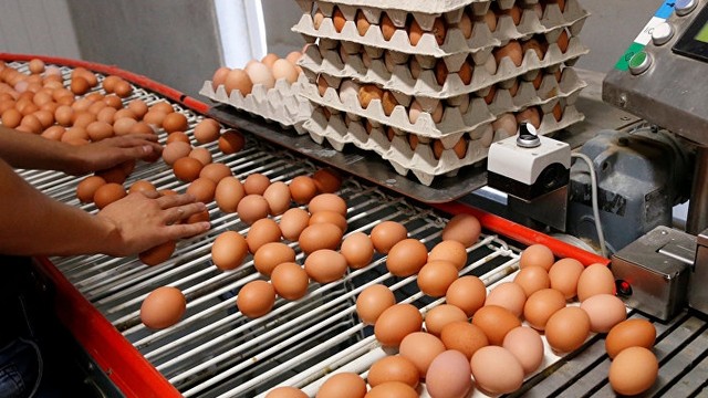 Avrupa'daki 'zehirli yumurta' skandalının ardından bakanlıktan inceleme