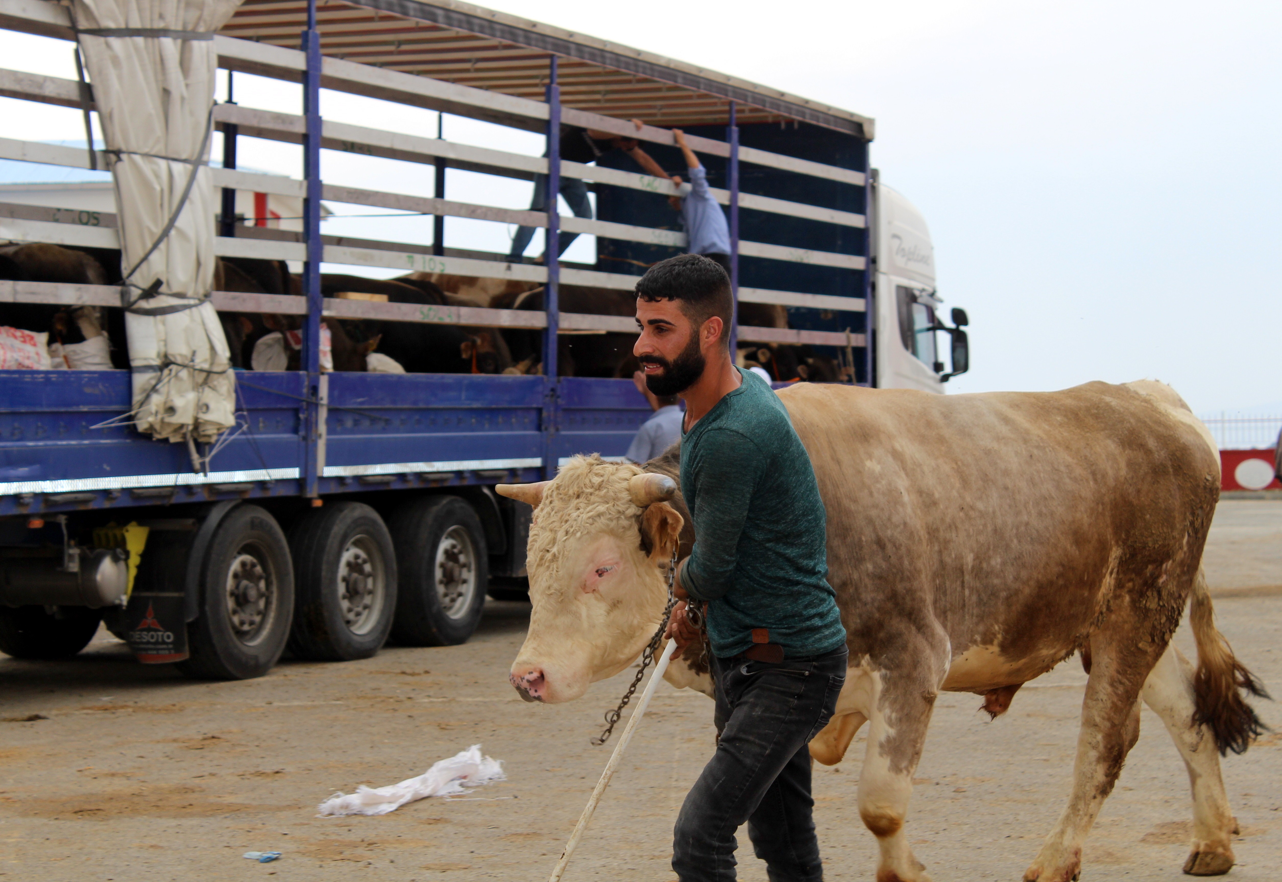 Doğu Anadolu'dan Batı illerine kurbanlık sevkıyatı başladı