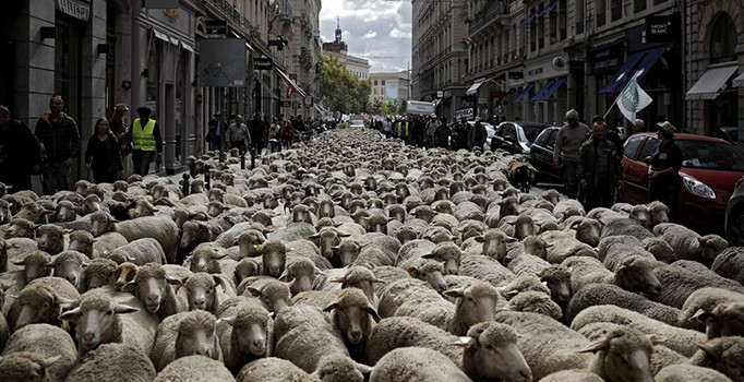 Koyunlar kurtlara karşı yürüdü