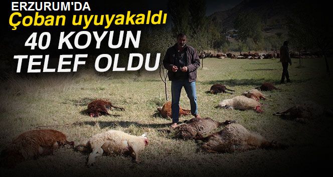 Çoban uyuyakaldı, kurtlar 40 koyunu telef etti