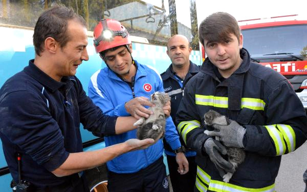 Otobüsün Altına Giren Kediler Kurtarıldı