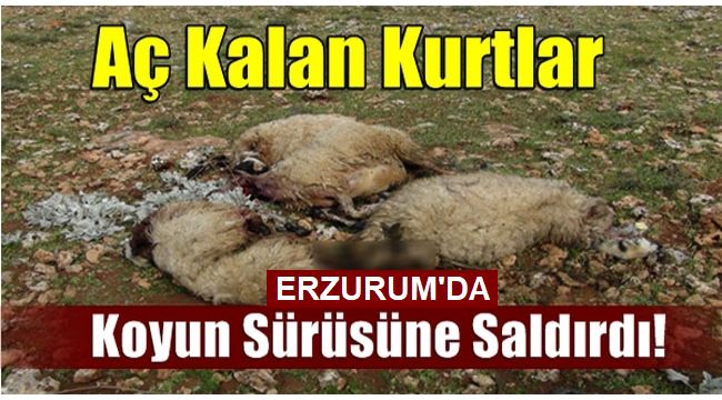 Erzurum'da Ağıldan Çıkan Koyunları, Kurtlar Telef Etti