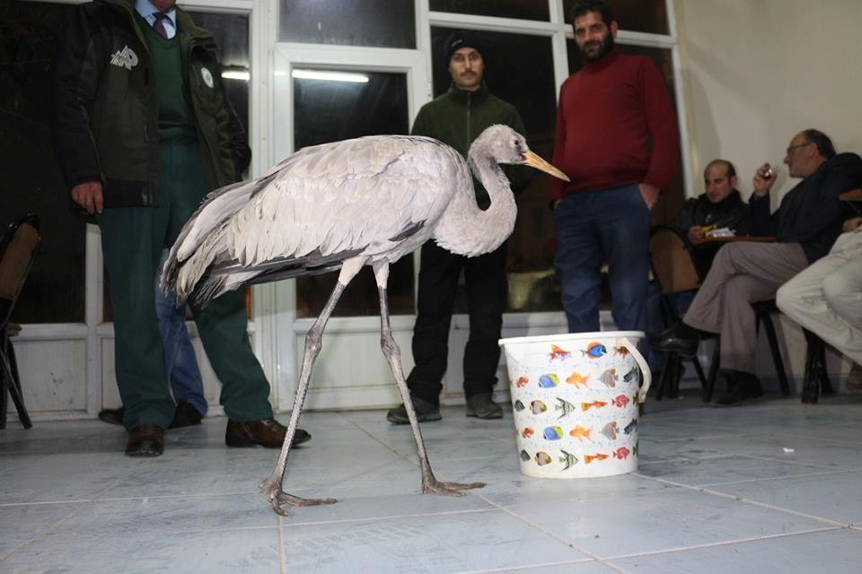 Yorgun ve aç düşen turnaya vatandaşlar sahip çıktı