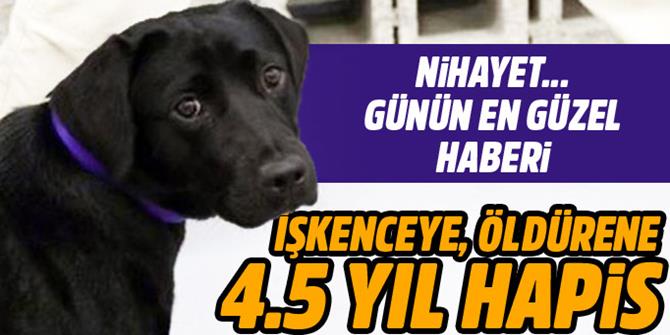 Sokak hayvanlarına işkenceye 4.5 yıl hapis