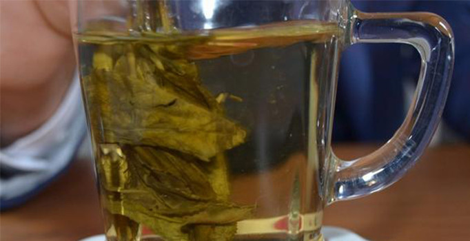 Türkiye'de ilk kez organik yeşil çay üretildi