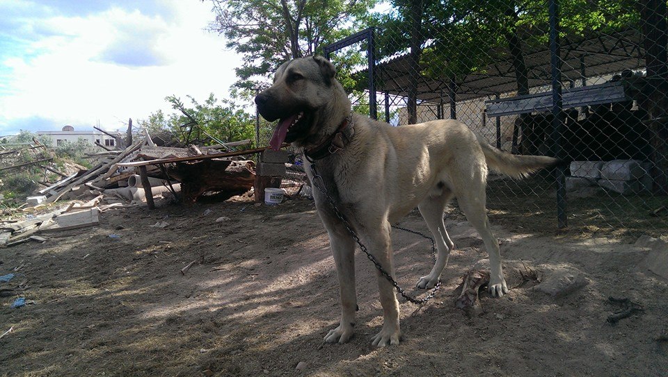 Hınıs'ta Köpeğini çaldılar ölümle tehdit ettiler