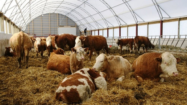 Kars'ta 500 tır dolusu hayvana vurgun