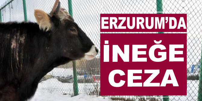 Erzurum'un cezalı ineği!