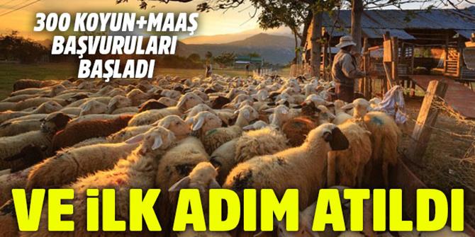 'Köyüne geri dönene 300 koyun' projesinde başvurular başladı