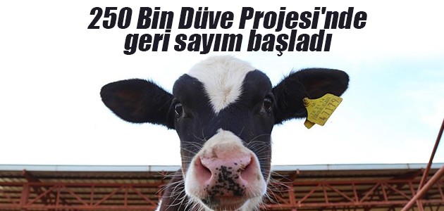 250 Bin Düve Projesi'nde son gün 7 Mayıs