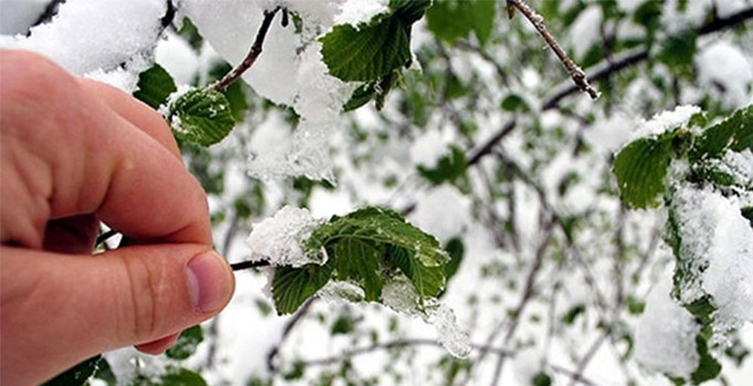 Meteorolojiden 5 İl İçin Zirai Don Uyarısı