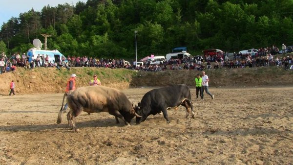 Boğa Seyircilerin Arasına Daldı