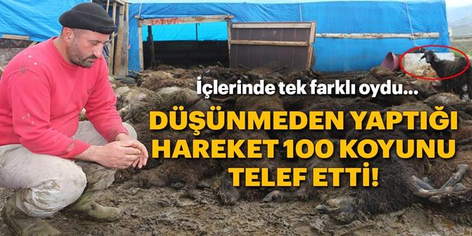 Erzurum'da Çadırda havasız kalan 100 koyun telef oldu