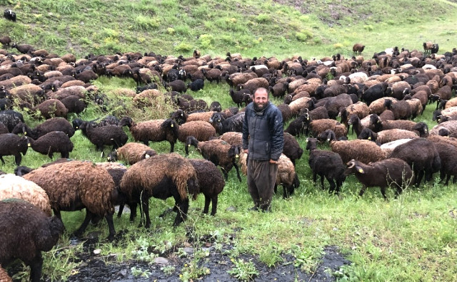 Çobanlar Koyun Sürüsüyle Doluya Tutuldu