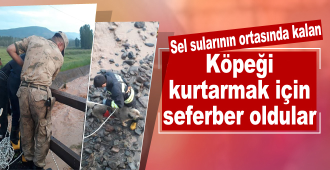 Sel sularının ortasında kalan köpeği kurtarmak için seferber oldular