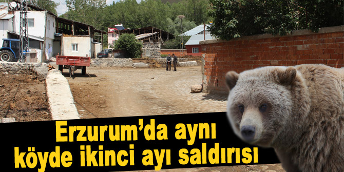 Erzurum’da aynı köyde ikinci ayı saldırısı