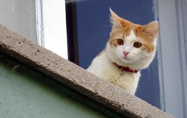 Erzurum'da Kötü koku yayılan dairede kedi operasyonu