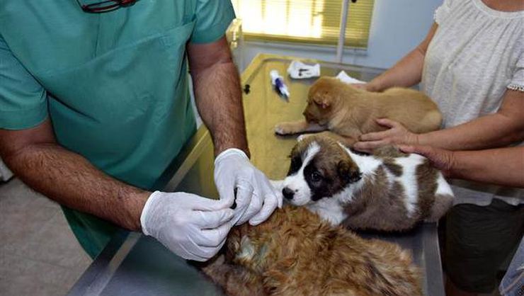 Erzurum'da Otomobilin çarptığı köpek yavrusu tedavi altına alındı