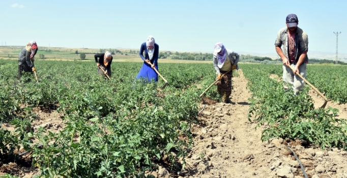 Ahlat ilçesinde 170 bin ton patates üretiliyor