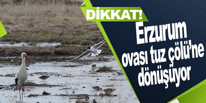 Erzurum ovası tuz çölüne dönüşüyor