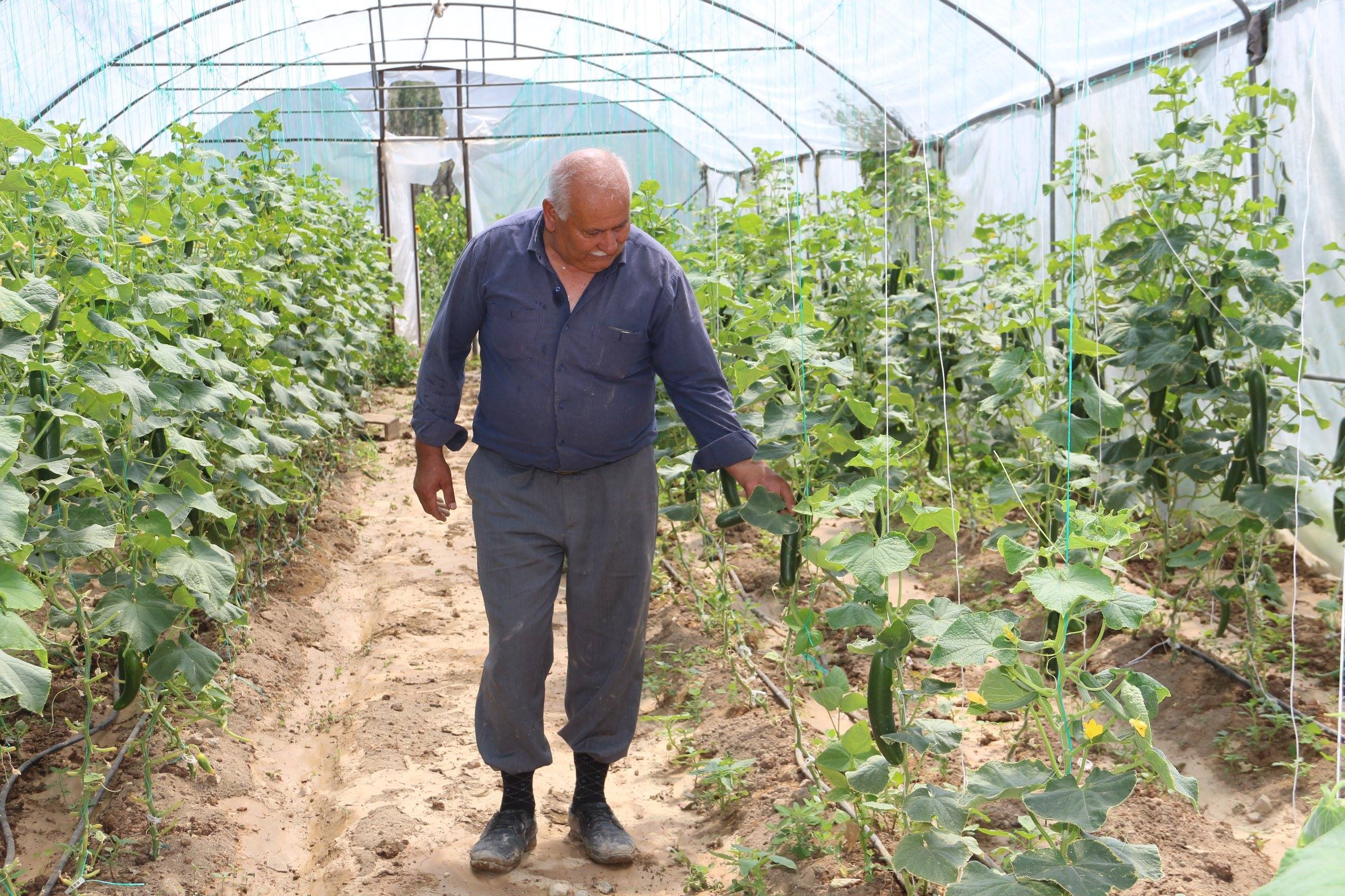 Sel suları sera ve ekili alanlara zarar verdi