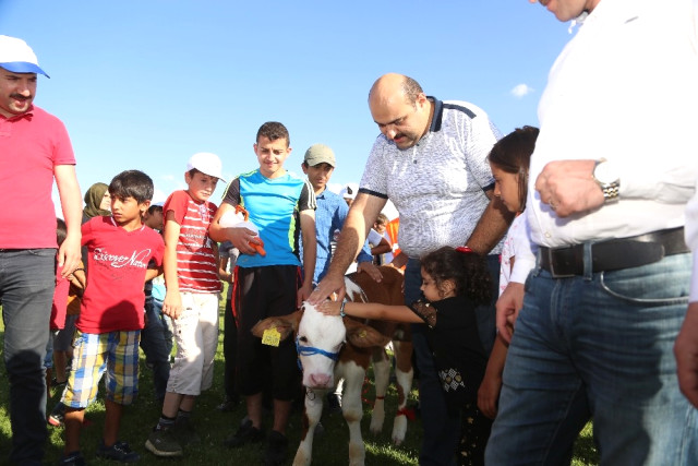 Erzurum'un En Güzel Buzağıları Yarıştı