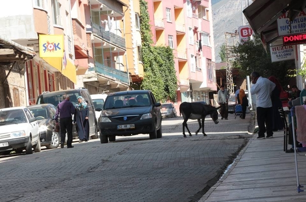 Sahipsiz eşek ilçede trafiği aksatıyor