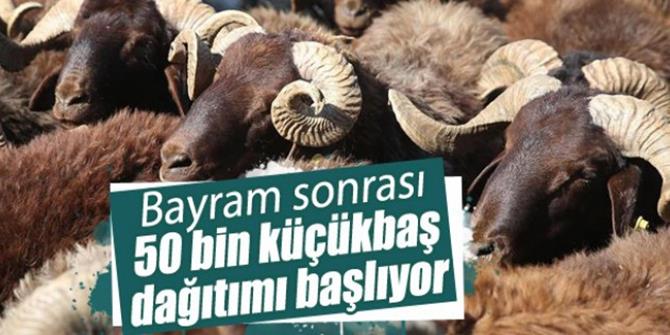 50 bin küçükbaşın dağıtımına Kurban Bayramı sonrası başlanıyor