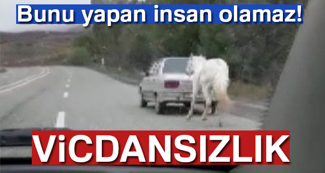 Erzurum'da Atı otomobilin arkasına bağladı