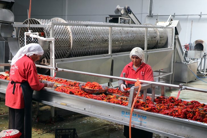 Ağrı Dağı'nda yetiştirilip Avrupa'ya gönderiliyor