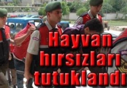 Otlayan hayvanları çaldılar!