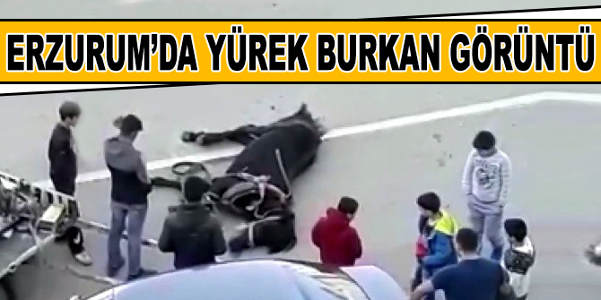 Açlıktan bitkin düşen at yere yığıldı