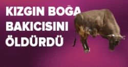 Muhtarı boğa öldürdü!