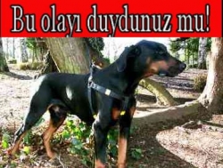 Plaj sahibinin köpeğini çaldılar